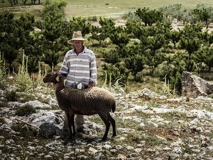 Jesús Beneito, con una de las ovejas de su rebaño en los alrededores de Agres, un municipio de Alicante.