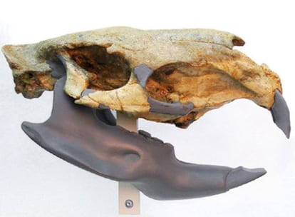Unos paleontólogos uruguayos han encontrado el cráneo de un roedor gigante que vivió hace dos millones de años en Sudamérica.