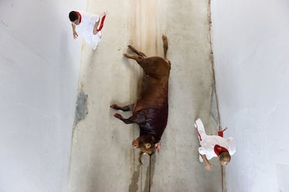 El toro es arrrastrado por las mulas hasta el patio de caballos tras ser asesinado en la plaza de toros de Pamplona. Foto tomada durante los sanfermines de 2016.