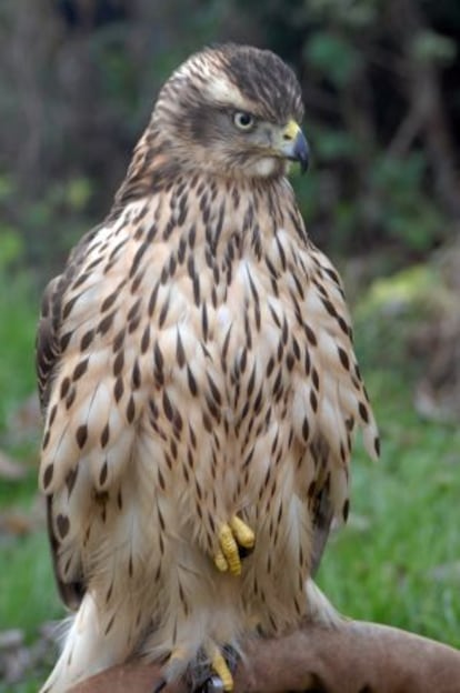 El azor 'Mabel', protagonista de 'H de halcón'.