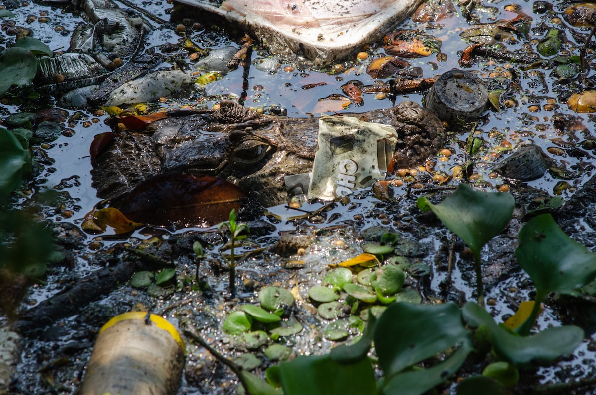 Caimanes En Rio Caimanes de Río de Janeiro en peligro de extinción por la expansión ...