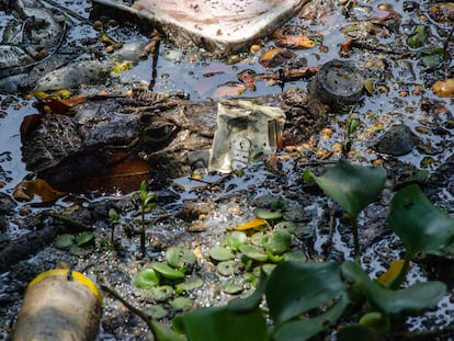 Un caimán nada en un canal lleno de desechos plásticos en Río de Janeiro, Brasil.