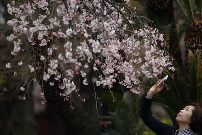 Una mujer utiliza su móvil para hacer una foto a los cerezos en un parque de Tokio.
