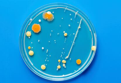 Microbioma y células madre, términos que incluir en la rutina. Los últimos estudios del sector recurren a la lente de aumento para descubrir cómo mejorar la dermis. Los lanzamientos, también. Se estima que en los próximos años, los productos que alimentan el microbioma (las bacterias que viven en la piel) crecerán en torno a un 7%. Gallinée o Talika ya tienen los suyos. El uso de células madres vegetales y el cuidado de estas en animales empieza a despuntar también. Firmas como Alice in Beautyland, Abanuc y Glacée allanan el camino a la tendencia.