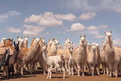  Las llamas son, además de animal sagrado, claves en la economía del Altiplano.