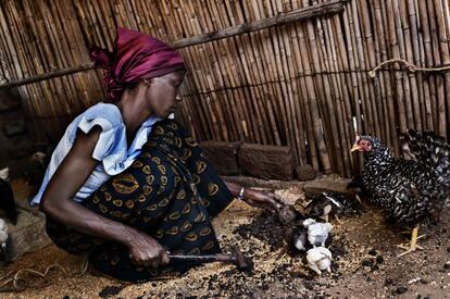 Zuhura Seng'ondo tiene 28 años y se dedica a criar pollos. Gracias a la formación que ha recibido, ha aprendido a engordarlos rápidamente y así, puede obtener más beneficios. Ahora los alimenta con una mezcla de salvado de maíz, calcio, sangre deshidratada de animal, sal, sardina y sorgo. Distrito de Gairo, Tanzania.