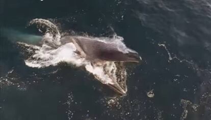 Una balena obre la boca per alimentar-se.