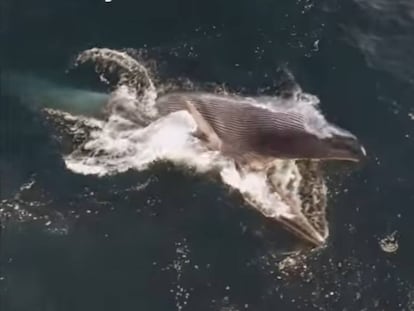 Una balena obre la boca per alimentar-se.