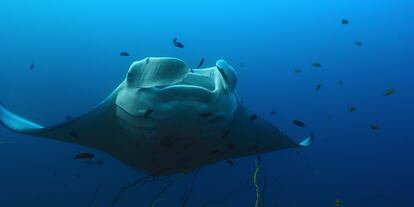 Una mantarraya rodeada de peces, en una escena del documental de Netflix 'Our Oceans'.