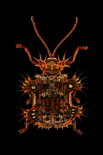 Escarabajo tortuga, también conocido como el insecto de oro por su color.