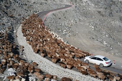Un rebaño de ovejas atraviesa una carretera durante la trashumancia en la prefectura china de Altay (China), el 19 de septiembre de 2018.