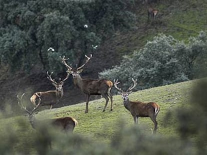Ciervos en la Finca del Navazo, en Jaén.