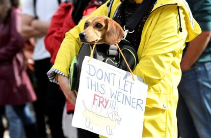 Una participante sostiene a un perro con una pancarta que lee "No dejéis que este perro salchicha se fría", en La Haya, Holanda. 