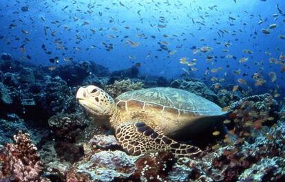 Las tortugas son una de las especies castigadas por la pesca accidental. La imagen pertenece al documental 'La isla de las tortugas'.