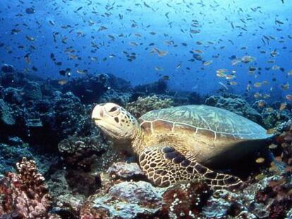 Las tortugas son una de las especies castigadas por la pesca accidental. La imagen pertenece al documental &#039;La isla de las tortugas&#039;.