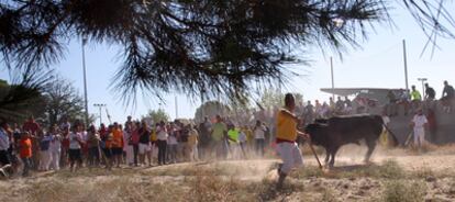 Un picador trata de clavar una lanza al toro durante la fiesta del  Toro de la Vega, en la localidad de Tordesillas.