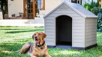 Caseta para perros