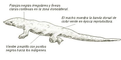 Nombre común: Lagartija ibérica
Nombre científico: Podarcis bocagei (Seoane)
Orden: Escamosos
Familia: Lacertidae