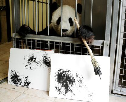 El panda gigante Yang Yang sostiene una brocha y dos cuadros pintados por él mismo en el zoo Schoenbrunn de Viena, Austria.