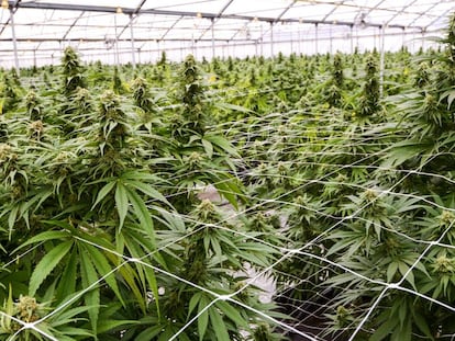 La ‘startup’ que quiere controlar tu consumo de marihuana