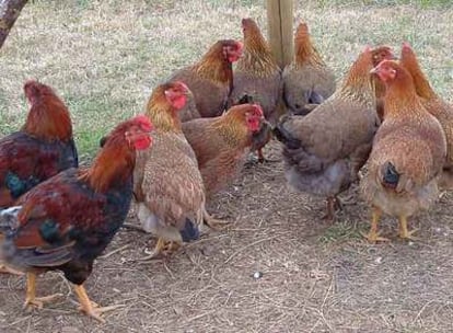 Un grupo de galiñas y galos piñeiros, en una de las fincas donde Acivega recupera la raza desde hace cuatro años.