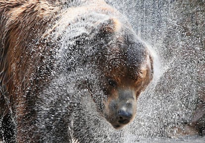 Buyan, un oso pardo siberiano, se sacude del agua rociada por un empleado del zoológico siberiano de Krasnoyarsk, Rusia.