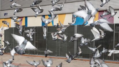 Bandada de palomas en el barrio de Arganzuela.