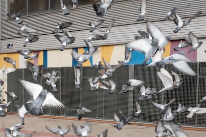 Bandada de palomas en el barrio de Arganzuela.