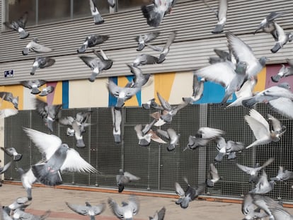 Bandada de palomas en el barrio de Arganzuela.