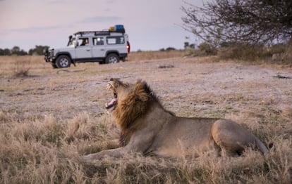 Un 4x4 detenido frente a un león en la Moremi Game Reserve.