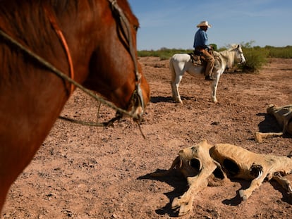 Un productor observa al ganado muerto debido a la sequía, en Chihuahua, el 24 de abril de 2025.