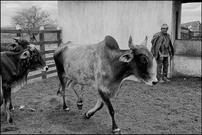 A obra da nova represa dividiu o terreno de Adão ao meio e passou justamente na parte mais fértil, onde ele tinha a plantação. Agora, sem ter como plantar o capim para o gado, ele gasta toda o dinheiro da aposentadoria com ração para os animais, que estão magros. Muitos já morreram de fome.