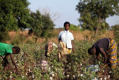 Clarisse Kambire, de 13 años, en los campos de algodón en Benvar, Burkina Faso.