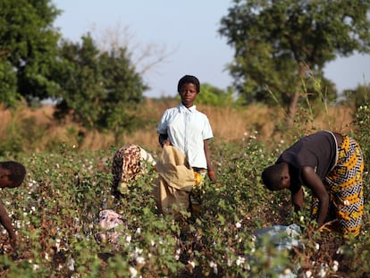 Clarisse Kambire, de 13 años, en los campos de algodón en Benvar, Burkina Faso.