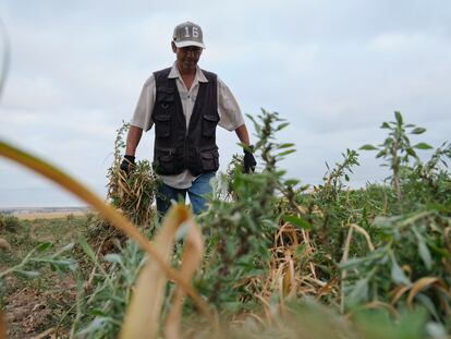 Un agricultor durante la recogida del ajo morado en un campo de la cooperativa Coopaman, en Las Pedroñeras (Cuenca).