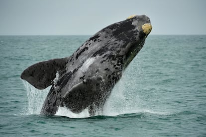 Una ballena saltando en aguas del Atlántico.