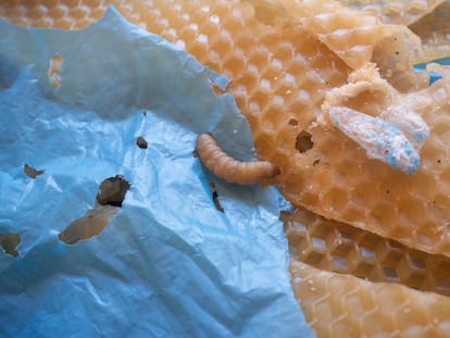 Muestras de 'Galleria mellonella', gusano habitual en los paneles de abejas.