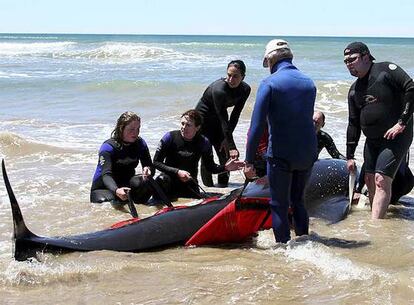 Un grupo de voluntarios trata de ayudar a una de las ballenas varadas