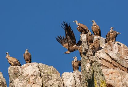 Buitres en el parque nacional de Monfragüe (Cáceres).