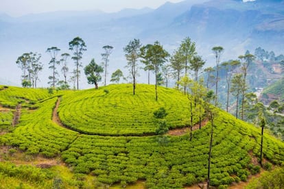 No es fácil conseguir un asiento en el popular (y lentísimo) tren a Ella, pero merece la pena incluso si tenemos que ir de pie para contemplar, por las ventanas, las verdes plantaciones de té salpicadas por los brillantes saris de las recolectoras tamiles. En cada parada, los vendedores pregonan sus mercancías, especialmente buñuelos de maíz y guindilla. Ella es el pueblo más popular de las tierras altas cingalesas, perfecto para descansar unos días en alguna de sus pensiones, hacer excursionismo y visitar las plantaciones de té. Las vistas de la llamada Brecha de Ella son impresionantes y en noches despejadas hasta se puede intuir el tenue brillo del faro de Great Basses, en la costa sur del país.