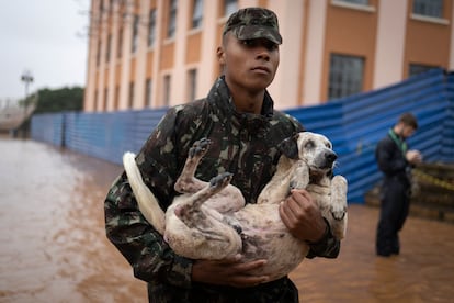 Un soldado sostiene un perro rescatado en Porto Alegre.