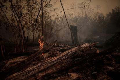 "Acho que este ano, até agora, é normal, em média, embora a gravidade dos incêndios varie por região. A diferença é que neste ano a mídia ecoou a queima da Amazônia, o que é ótimo", diz o ecologista David Edwards, chefe do mesmo laboratório da Universidade de Sheffield. Na foto, as toras queimam em uma área de chamas da floresta amazônica, perto de Porto Velho, no dia 23 de agosto.