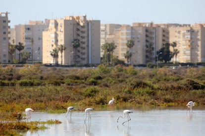 Flamencos en la humedal junto a Urbanova.