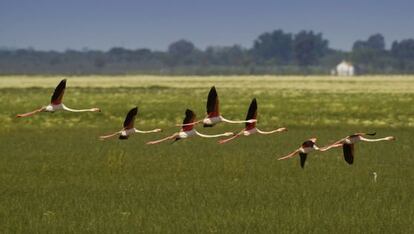 Flamencos en el parque de Doñana. 