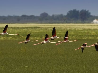 Flamencos en el parque de Doñana. 