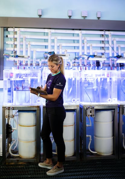 La bióloga Macarena Blanco en Coral Lab, un laboratorio de corales emplazado en playa Bávaro, en Punta Cana. 