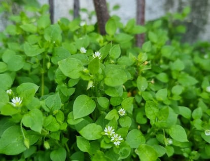 Pamplinas en una jardinería de Usera.