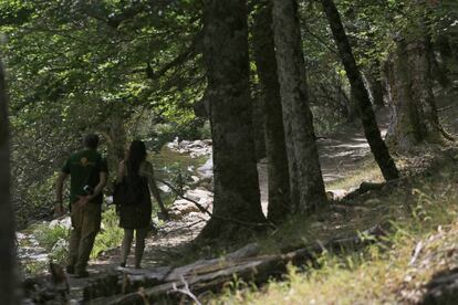 El hayedo de Montejo de la Sierra ocupa 222 hectáreas.