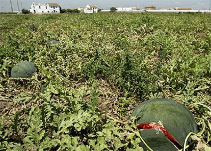 Daños del pedrisco en una zona de huerta entre Meliana y Museros.