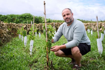 Pedro Agudo muestra las uvas en uno de sus viñedos en Cueto, barrio al norte de Santander.